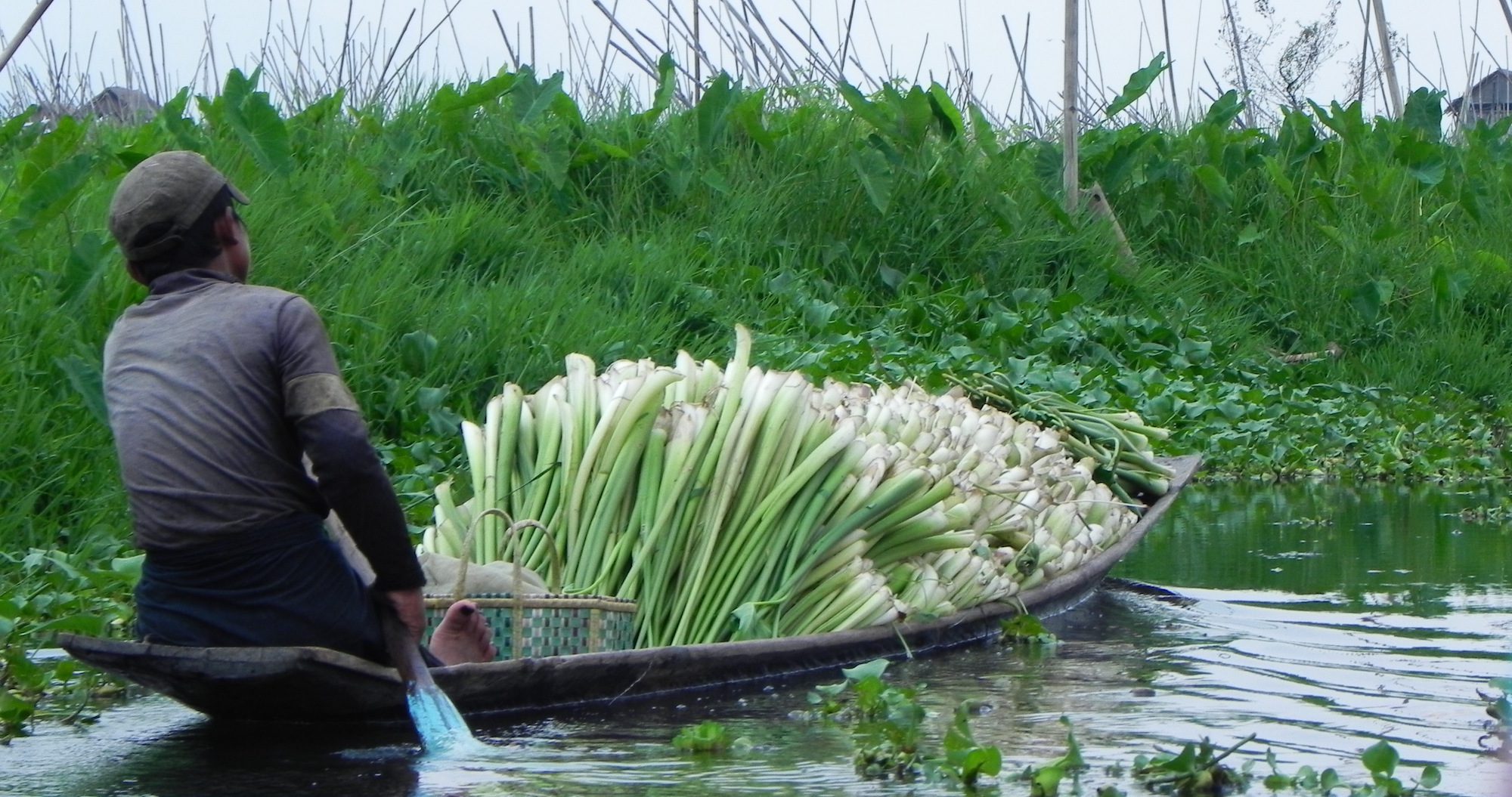 Inle Lake verdant floating garden